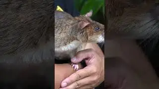 Giant African Rat at Apopo #shortvideo #travel