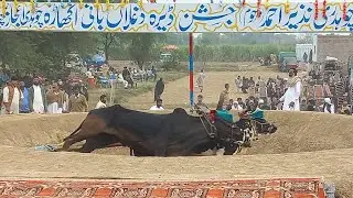 نیو ریکارڈ 6 پھیروں کی لیڈ کے ساتھ پہلی پوزیشن پھیرے 217 جوگ چوہدری نزیر ڈیرہ دوغلاں گجرات داند سندر