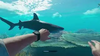 🦈The Blacktip Reef Shark!🦈 | STRANDED DEEP