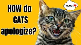 How Do Cats Apologize?
