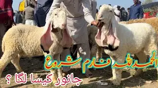 Alhmdolillah i start my own sheep farm 