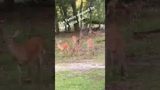 #whitetaileddeer #myhappyplace