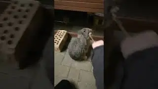 Mein Hase Fritzie kann ein M&auml;nnchen 😜🐰🤩