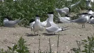 Broedvogelkolonie op de Hooge Platen