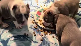 Half Siblings American Pocket Bullies 1st Time Playing Together Outside #puppy #cutedog #juice 