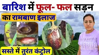 बारिश में फल सड़न रोकने का सबसे बड़ा सीक्रेट | fruit rot | root rot | kharpatwar control | mop