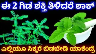 ಈ 2 ಗಿಡ ಶಕ್ತಿ ತಿಳಿದರೆ ಶಾಕ್ // ಎಲ್ಲಿಯು ಸಿಕ್ಕರೆ ಬಿಡಬೇಡಿ ಯಾಕೆಂದ್ರೆ // ನೆಲನೆಲ್ಲಿ ಗಿಡ ತುಳಸಿ benefits 