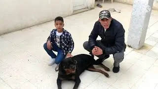 dressage de chiens Tunisie ✅🇹🇳🇩🇿🇪🇬🇲🇦✅ marche au pied sans récompense 🦮🦴