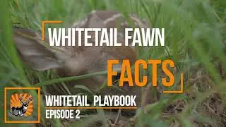 Whitetail Playbook: Week 2 | The Hunting Page