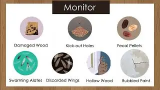 Preventing Termites Using Integrated Pest Management (IPM) Strategies