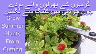 How to Grow Flowering Plants From Cutting | Grow Plant In June July | June July Main Plant Lagaen |
