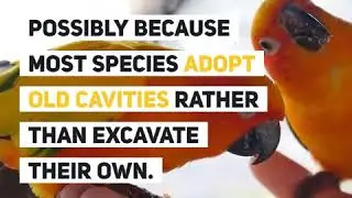 Did you know? Parrot nesting - Psittaculture Australia