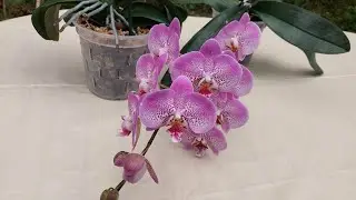 Orquídeas phalaenopsis!!! Sustrato,Transplante.