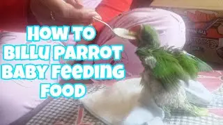 How to billu parrot baby feeding food