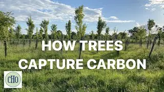 How Trees Capture Carbon