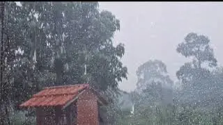 Fall Asleep in Seconds: Heavy Rain on a Tin Roof at jungle for Deep Sleep and Insomnia Relief 1 hour