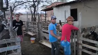 FUI LEVAR UNS BORREGOS BERGANEIS EM JUNINHO DAS CABRAS LEITEIRA E BATEMOS UM PAPO SOLEDADE PB