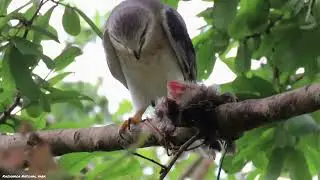A Rescue story of Black -Shouldered Kite from Durgapur, Kaziranga