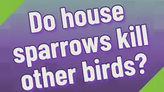 Do house sparrows kill other birds?