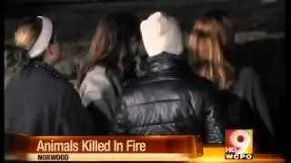 Several animals killed in fire