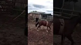 Meu filho ensinando a troca da lado e o primeiro dia de cincha !!!