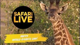 Happy World Giraffe Day 2019!