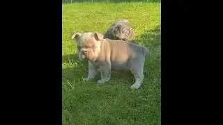 Fluffy Frenchies! KC Registered French Bulldog puppies available on Dogsni.love