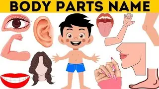 Body Parts Name English Hindi | Complete List of 40+ Human Body Parts