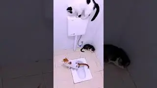 Cat pooping in toilet  | funny cat videos 2022 | baby cats | cute and funny cat | pet video