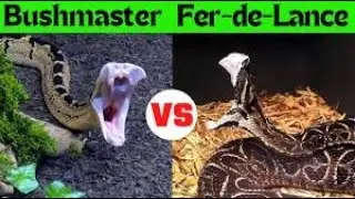 Fer-de-Lance vs. Bushmaster: Deadly Rivals of the Rainforest