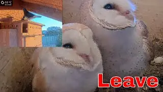 🦉🥚 Subtle Nature Drama | Barn Owl Reacts to Noise During Incubation