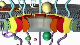 The Structure of the Nuclear Pore Complex
