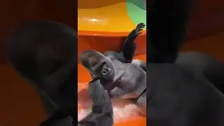 He&rsquo;s Too Big For This Water Slide! 🌊🦍 #shorts #funnyanimals #fail