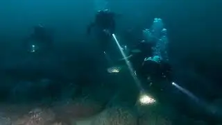 Night twilight dive scuba diving Sydney Harbour Gap best dive site