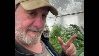 100 pound radish