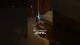 My Pets Won't Stop Digging on Each Other!
