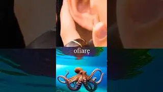 Ośmiornice, czyli geniusze kamuflażu!🐙