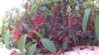 hamelia patens flower visitors