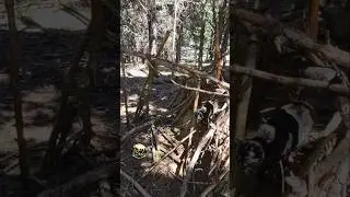 Cute cats in the forest 🐱🌲