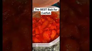 My Secret Bait for Big Catfish! #jello #fishingbait #rawchicken #catfishing