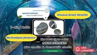 O-Ring Nerite Snail the best algae eater aquarium Neritodryas javanica  O形圈角蝾螺