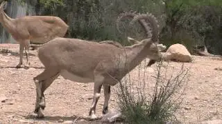 wilde ibex at midreshet sde boker יעלים במדרשת בן גוריון