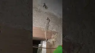 lizard eating insects