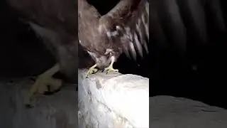 #birds #bestanimal #eagle #eagles #eaglelovers #bestbird 🦅🦅🦅😱😱😱🦅🦅🦅