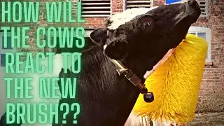 NEW COW BRUSHES COST £3K, WAS IT WORTH IT???