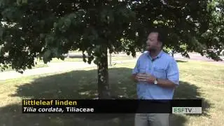 Trees with Don Leopold - littleleaf linden