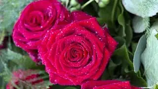 Rose Day Shayari /Rose day Quotes in Hindi