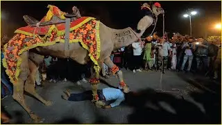 BIKANER CAMEL FESTIVAL 2022 | बीकानेर अंतराष्ट्रीय ऊंट उत्सव | VLOG 01 | CAMEL DANCE