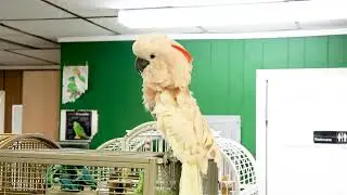 Kimmy doing her version of the funky chicken.