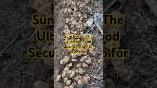 Sunchokes: Perfect for Beginners, No Matter Your Age